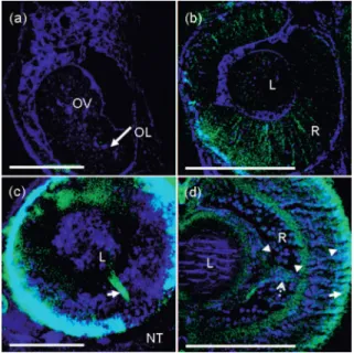 Fig. 4 Reconstructed 3D HOM images of the 共a兲 hindbrain of a prim- prim-12-stage and 共b兲 midbrain of a 25-somite-stage zebrafish embryo