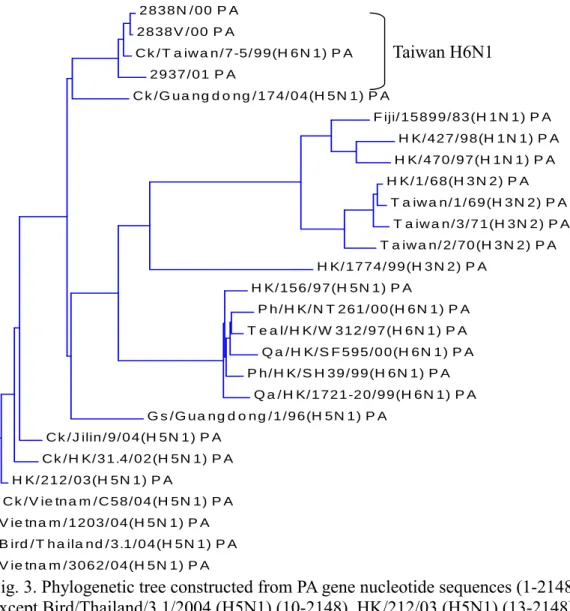 Fig. 3. Phylogenetic tree constructed from PA gene nucleotide sequences (1-2148)  except Bird/Thailand/3.1/2004 (H5N1) (10-2148), HK/212/03 (H5N1) (13-2148),  Vietnam/3062/04 (H5N1) (16-2148)