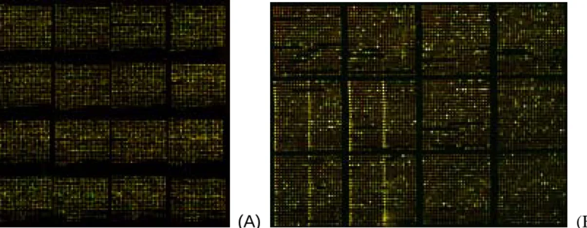Figure 1. (A) A hybridization image of 150mer gene-specific oligonucleotide microarray