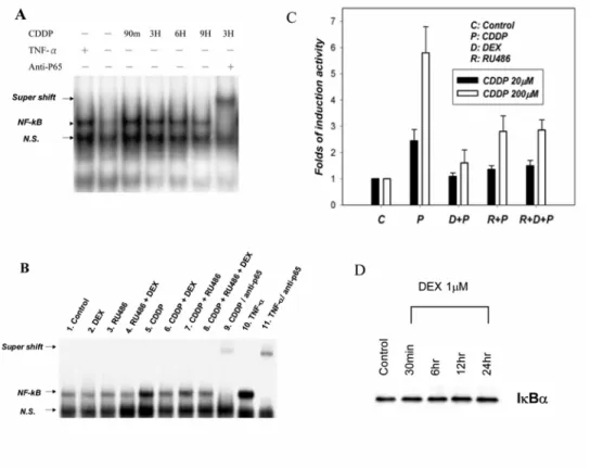 Fig. 3. Effect of DEX and RU486 on cisplatin-induced NF- κ B activity. A, Nuclear extract was  prepared and EMSA was performed as described in the Materials and Methods