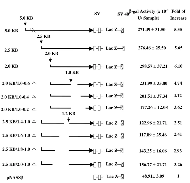 Figure 1. SV 40 SD/S A SV 40PolyA+ 2.5 KB 2.0 KB/1.0-0.6 1.0 KB 2.0 KB/1.0-0.42.0 KB 2.0 KB/1.0-0.2 2.5 KB 2.0 KB5.0 KB Lac ZLac ZLac ZLac ZLac Z Lac Z5.0 KBKB β-gal Activity (x 10 -5U/ Sample) Fold of Increase271.49 ± 31.50276.46 ± 25.50298.57 ± 37.21231.