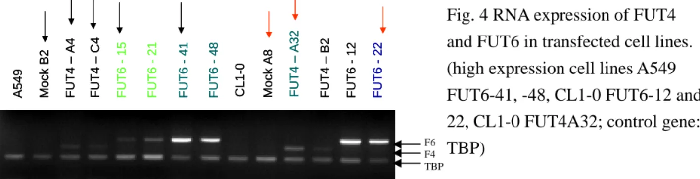 Fig. 4 RNA expression of FUT4  and FUT6 in transfected cell lines. 