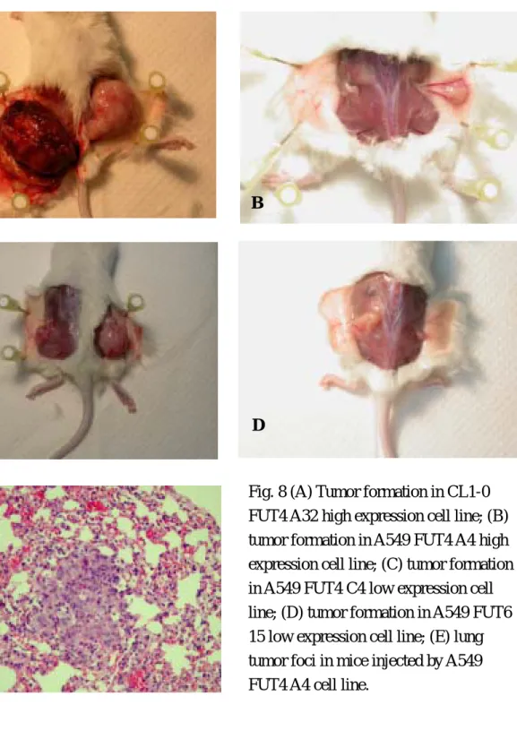Fig. 8 (A) Tumor formation in CL1-0  FUT4 A32 high expression cell line; (B)  tumor formation in A549 FUT4 A4 high  expression cell line; (C) tumor formation  in A549 FUT4 C4 low expression cell  line; (D) tumor formation in A549 FUT6  15 low expression ce