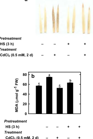Fig. 1 Effects of CdCl 2 (0.5 mM) on chlorosis (a) and chlorophyll content (b) in the second leaves of rice seedlings pretreated with HS (45°C) for 1, 2, and 3 h, respectively, under dark conditions