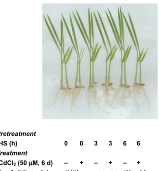 Fig. 4 Effect of CdCl 2 (0.5 mM) on Cd concentration in the second leaves of rice seedlings pretreated with or without HS (45°C) for 3 h under dark conditions