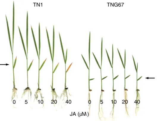 Fig. 6. Effect of jasmonic acid (JA) on the senescence of the second leaves of Taichung Native 1 (TN1) and Tainung 67 (TNG67) rice seedlings