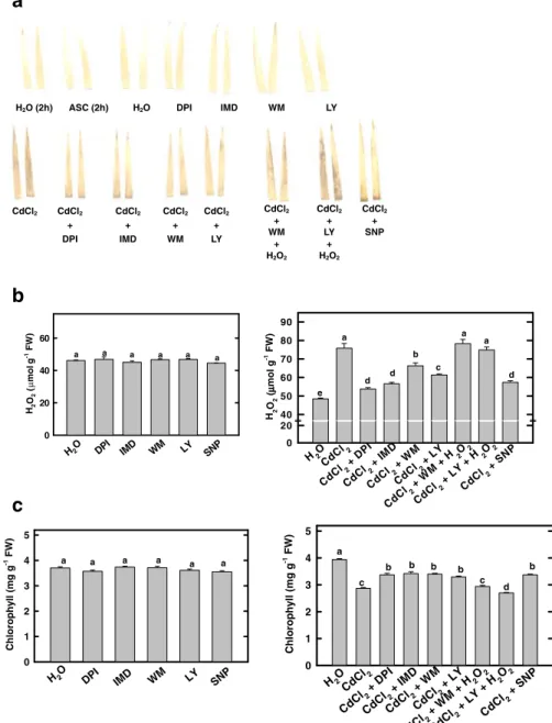 Fig. 1 Effect of DPI, IMD, WM, LY, or SNP on the development of DAB-H 2 O 2