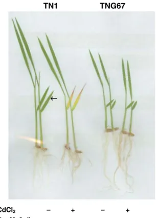 Figure 2 shows the effect of 0.5 mM CdCl 2 on the chlorosis of the second leaves of rice seedlings