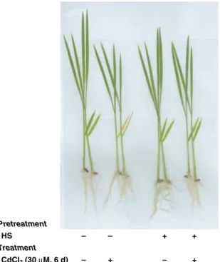 Fig. 7 Effect of HS pretreatment on the H 2 O 2 –DAB reaction product (a) and H 2 O 2 content (b) in the second leaves of rice seedlings (cv