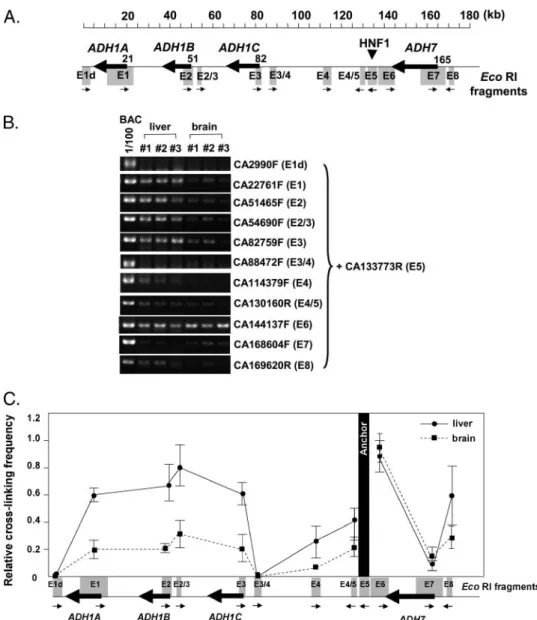 FIGURE 7. Class I ADH expression in the CA scar transgenic mice. A, BAC DNA for CA, CA773 (with PIJ 773 cassette integration), and CA scar (with residual PIJ 773 sequence but lacking HNF1-binding site) was analyzed by electrophoreses after EcoRI and SwaI d