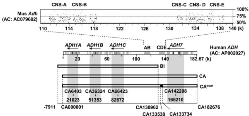 FIGURE 2. Expression analysis of human class I ADH genes in BI and CA transgenic mice by RT-PCR