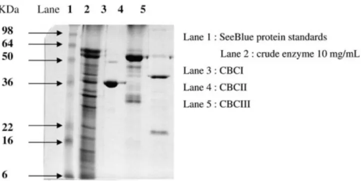 Fig. 2. SDS–PAGE of crude chitosanase and CBCI, II and III separated from CM- CM-Sepharose column.