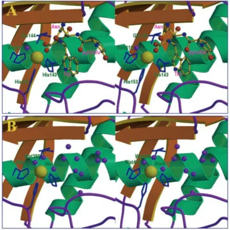 Fig. 2. Stereoview of the interaction of TM-3 with pENW. (A) The binding of the inhibitor to TM-3.(B) The unbound TM-3.The  active-site cadmium ion (yellow sphere) and its coordinated residues (blue sticks) and water molecules (purple spheres) are shown.Th