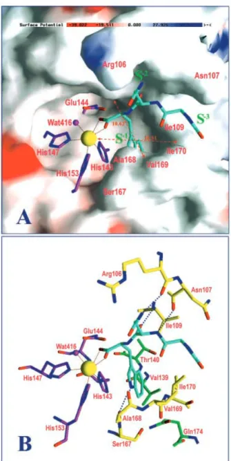 Fig. 3. Diagram of the active-site structure of TM-3 complexed with pENW. (A) The overall active-site structure.Proteinase molecule is represented by the solid surface-charge potential.The pENW, a  cad-mium ion and its ligated water molecule in the active 