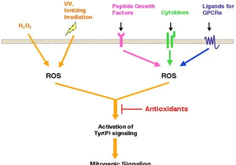 Figure  1:   ROS  function  as  second  messen- messen-gers  that  mediate  cell  signaling  pathways  in response  to  stimulation  of  various   extracel-lular  stimuli