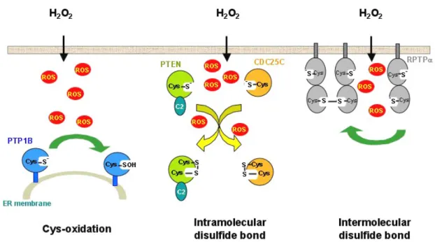 Figure  3:   Increased  concentrations  of  intracellular  oxidants  lead  to  inactivation  of  endogenous  PTPs  through  oxidation  of  catalytic  Cys  residue.