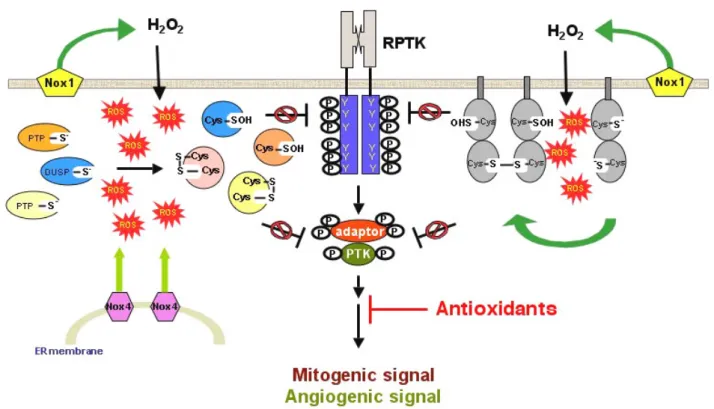 Figure  5:   Constitutive  oxidation  and  inactivation  of  endogenous  PTPs  might  contribute  to  elevated  phosphotyrosyl,  mitogenic  and  angiogenic signals