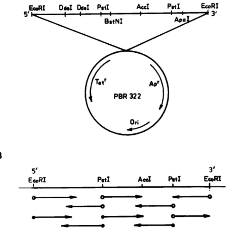 Fig. 1. Orientation  and enzyme map of the bullfrog GH-cDNA in plasmid pBR322 (A) and sequencing strategy (B)