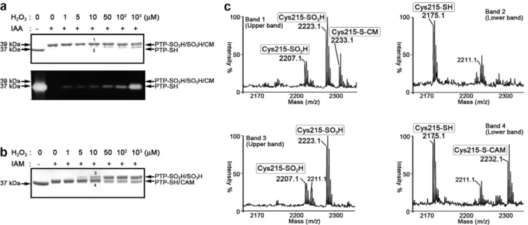 Fig. 1. Detection of H 2 O 2 -based modiﬁcations of recombinant PTP1B in vitro by alkylating reagent labeling method