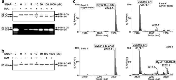 Fig. 2. Reversibly inactivated form of PTP1B was generated in response to treatment with NO donor