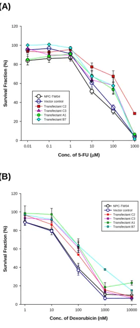 Fig  6  Cytotoxicity Effect of 5-FU  (panel A) and Doxorubicin (panel B) in  NPC-TW04 cells, vector control cells, and  pRCMV-Zta- over- expressing  transfectants (C2,C3, B7, A1)