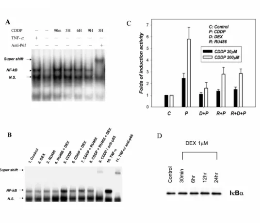 Fig. 3. Effect of DEX and RU486 on cisplatin-induced NF-B activity. A, Nuclear  extract was prepared and EMSA was performed as described in the Materials and  Methods