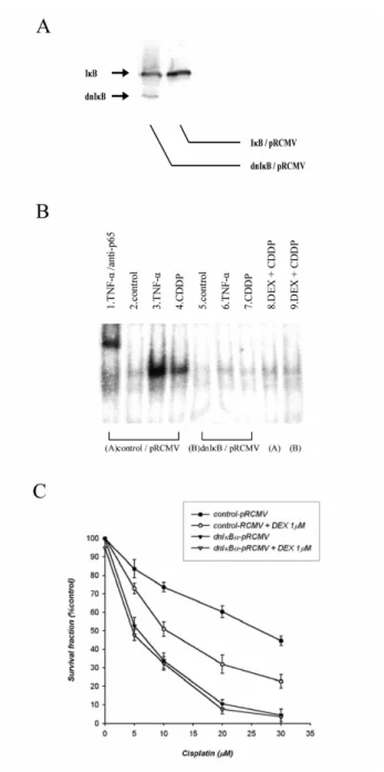 Fig. 4. Effect of DEX on cisplatin-induced NF-B activity in dominant negative IB transfected SiHa  cells