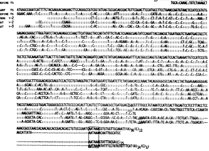 Fig.  2.  Comparison  of  cloned  cDNA  sequences  coding  for  fl~  and  y-crystallins