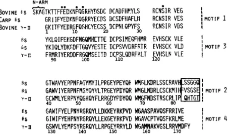 Fig.  3.  C o m p a r i s o n   of  the  carp  crystalhn  sequence  with  that  of  bovine  7-II  and  fls  crystallins
