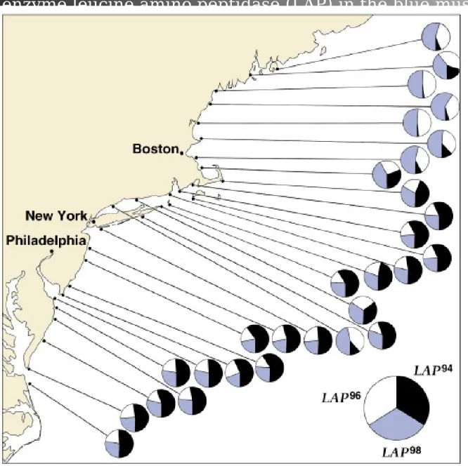 Fig. 22.6  Geographic variation in frequencies of three alleles of the locus  coding for 
