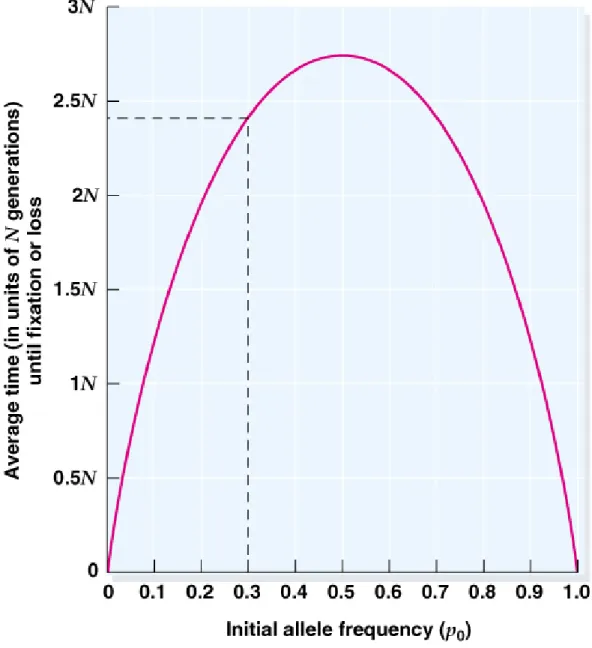Fig. 22.13  The average time to fixation or loss of an allele from population as  a function 