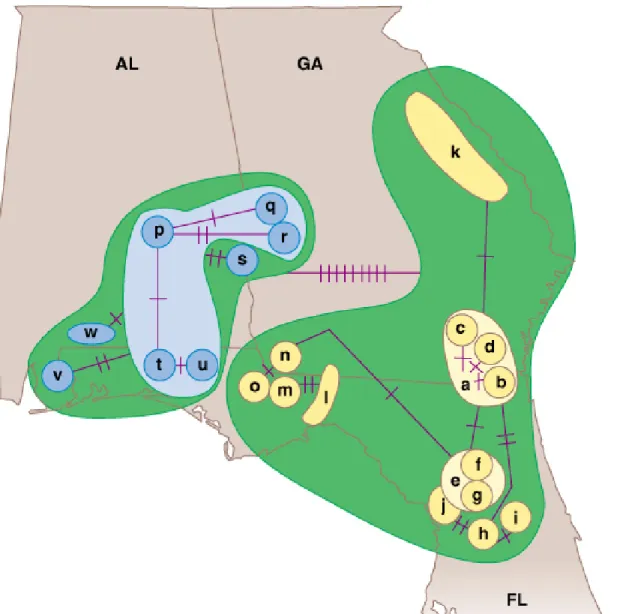Fig. 24.2  Lineage relationships among mtDNA types in pocket gophers