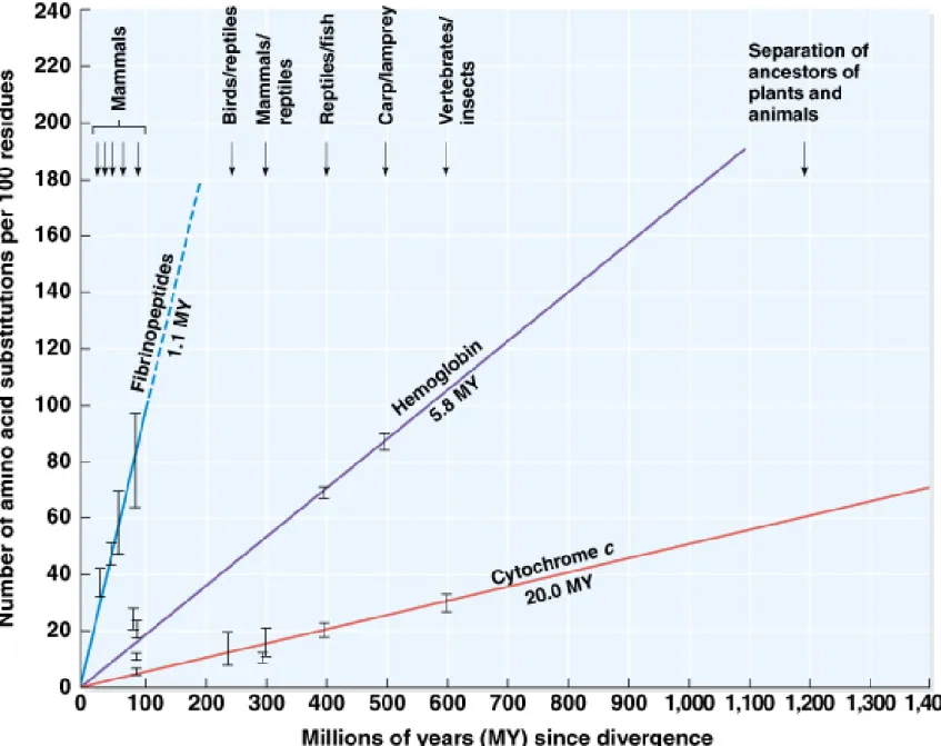 Fig. 24.3  The molecular clock runs at different rates in different proteins