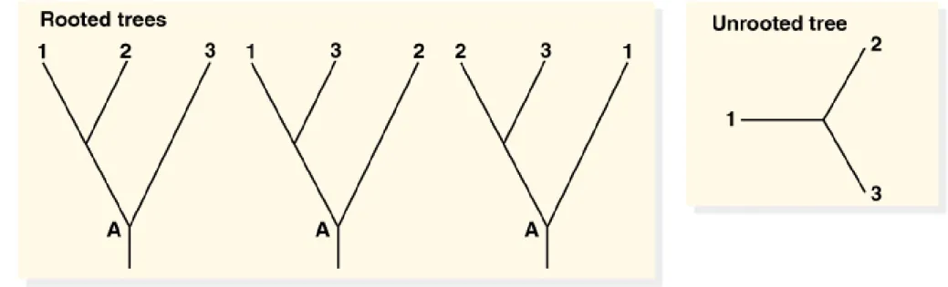 Fig. 24.5  The relationship between three taxa can be described by only  one unrooted 