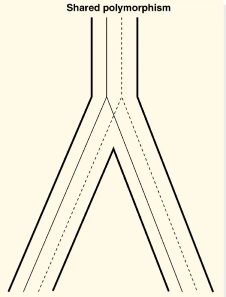 Fig. 24.6  Transspecies or shared polymorphism may occur if the ancestor  was 