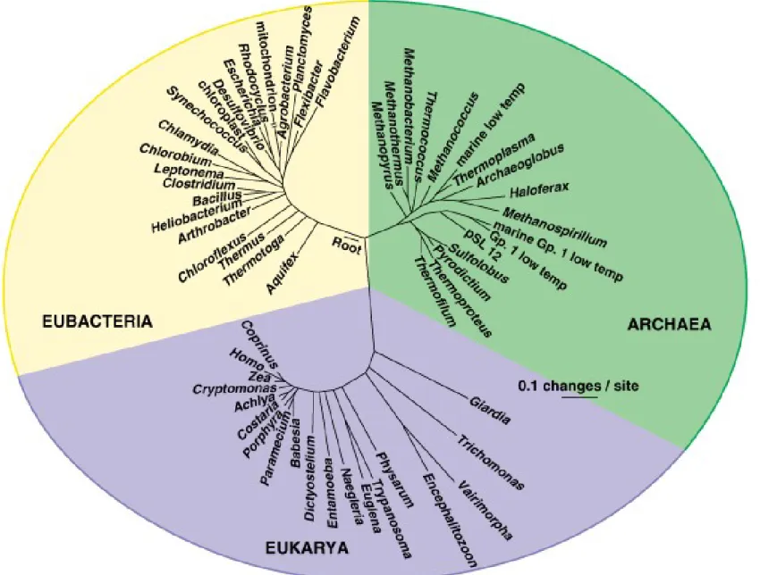 Fig. 24.8  An evolutionary tree of life revealed by comparison of 16S rRNA  sequences