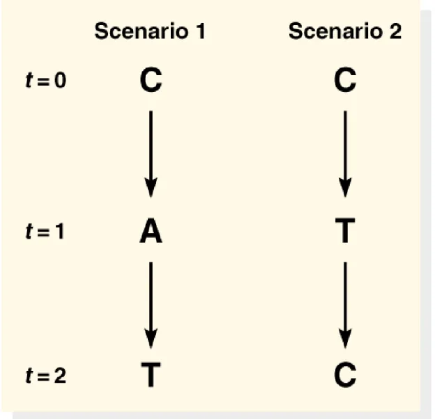 Fig. 24.1  Two possible scenarios in which multiple substitutions at a single  site would 