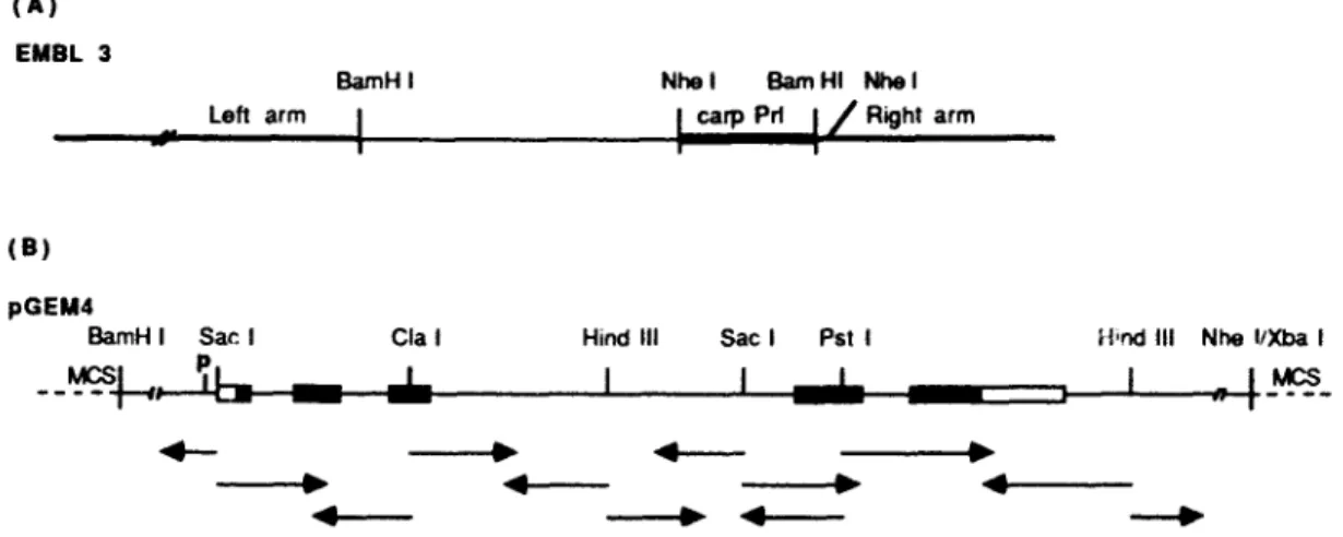 Fig.  1.  The  restnction  map  of  carp  Prl  gene  in  EMBL  3 (A)  and  the  sequencing strateg~  for  the  subeloned  tragment  in  pGEM  4  (B)  The  arrows  show  the direction of  sequencing by  the chain-terrmnation  method