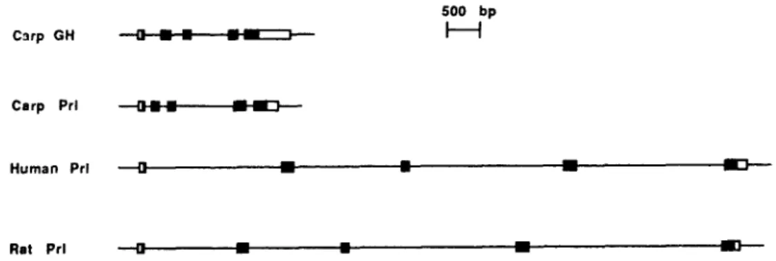Fig.  4.  Comparison of structures of the  Prl genes of carp (this  study),  human 116] and  rat  [6] and  of  the carp  GH  gene [lg I