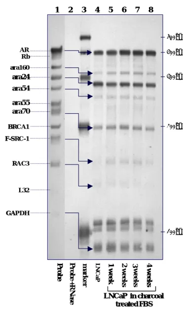 Figure 2 A    B ara24ara54 Probe 4 weeks LNCaP in charcoal treated FBS3 weeks1 weekARRbara160ara24ara55ara70BRCA1F-SRC-1RAC3L32GAPDHProbemarkerLNCaP 100bp200bp300bp400bp500bp1     2     3     4     5     6     7     8weeksLNCaP in charcoal treated FBS2 wee
