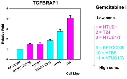 Fig. 5 Real-time PCR 分析具 cisplatin 抗性/敏感人類泌尿上皮癌 TRAP1 基因 表現量 