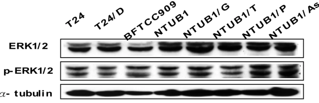 Fig. 13 以 Western blotting 分析 Kinase and Phosphatase 在人類泌尿上皮