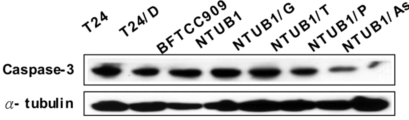 Fig. 15  以 Western blotting 分析 Tumor suppressor/Apoptosis 在人類泌尿
