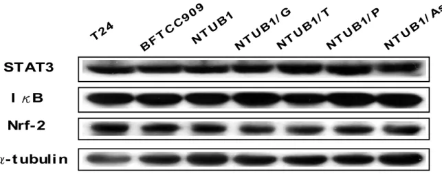 Fig. 16 以 Western blotting 分析 transcrition regulators 在人類泌尿上皮細