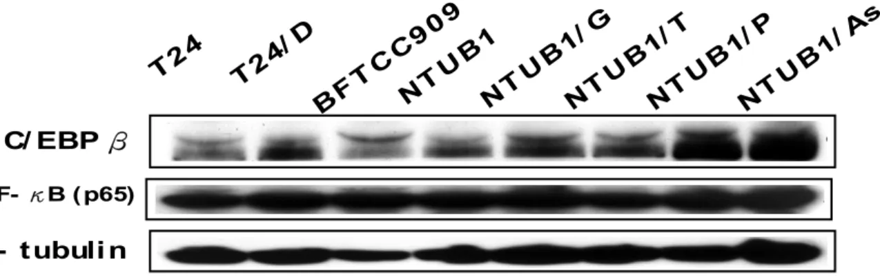 Fig. 17 以 Western blotting 分析 transcrition regulators 在人類泌尿上皮細