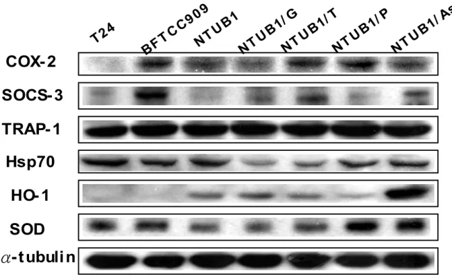 Fig. 18  以 Western blotting 分析 Signaling Intermediates 在人類泌尿上皮細