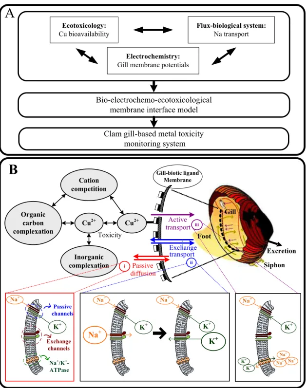 Figure  1.  (A)  Schematic  of  our  proposed  framework  inspired  from  key  concepts  of  ecotoxicology,  biological  physiology,  and  electrochemistry  to  derive  a  clam  gill-based  membrane  interface  model  for  the  future  design  of  environm