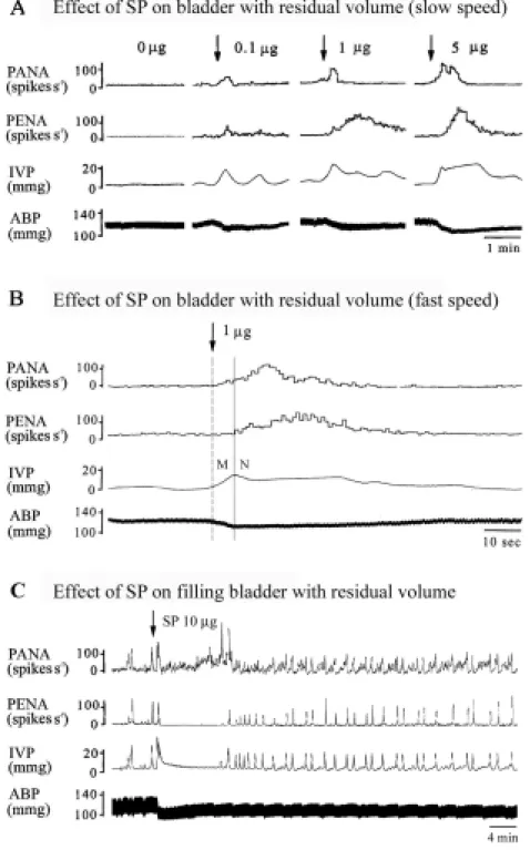 Fig. 5 Excitatory effects of i.a. SP on the micturition parameters on arterial  blood pressure (ABP), intravesical pressure (IVP), pelvic afferent nervous activity  (PANA), and pelvic efferent nervous activity (PENA) at residual volume