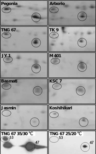 Figure 2. sHSP expression in rice cultivars with and without the chalky trait.   