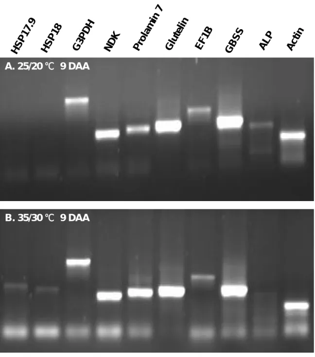 Figure 5. Expression of putative temperature responsive protein genes was analyzed by reverse  transcription PCR